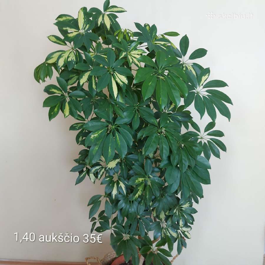 Ilgai auginti augala - nuotraukos Nr. 11