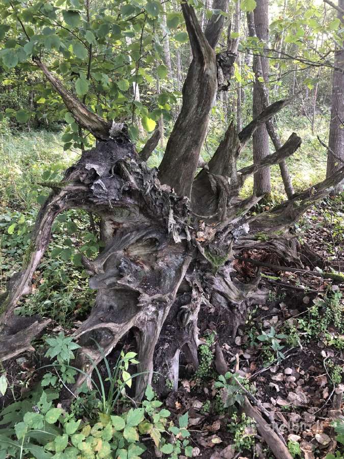 Interjero detalė ąžuolo kelmas su šaknimis - nuotraukos Nr. 13