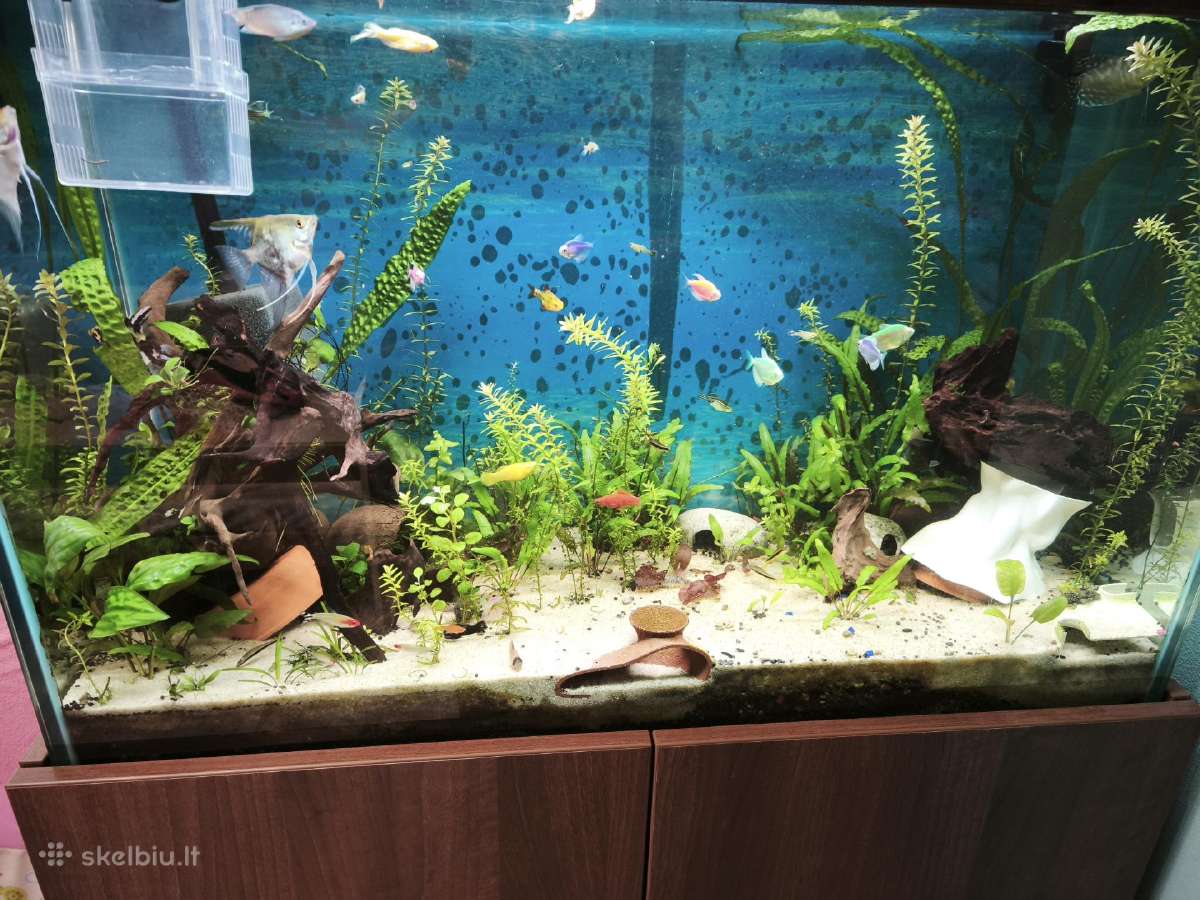 Akvariumas 230l su viskuo :) - nuotraukos Nr. 3