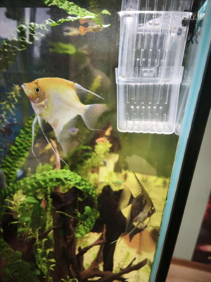Akvariumas 230l su viskuo :) - nuotraukos Nr. 4