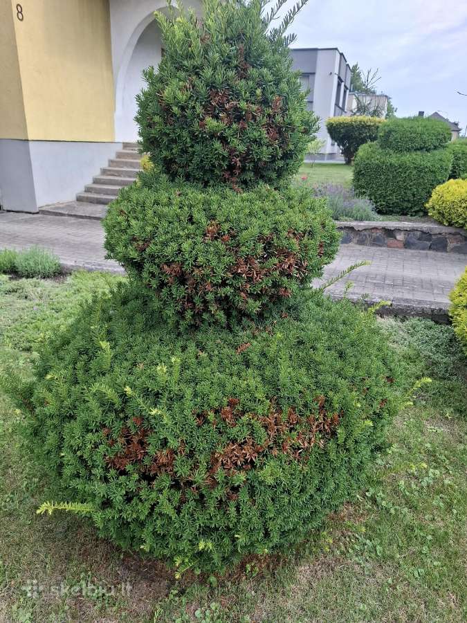 Gyvatvorių genėjimas,vejos pjovimas,skarifikavimas - nuotraukos Nr. 30