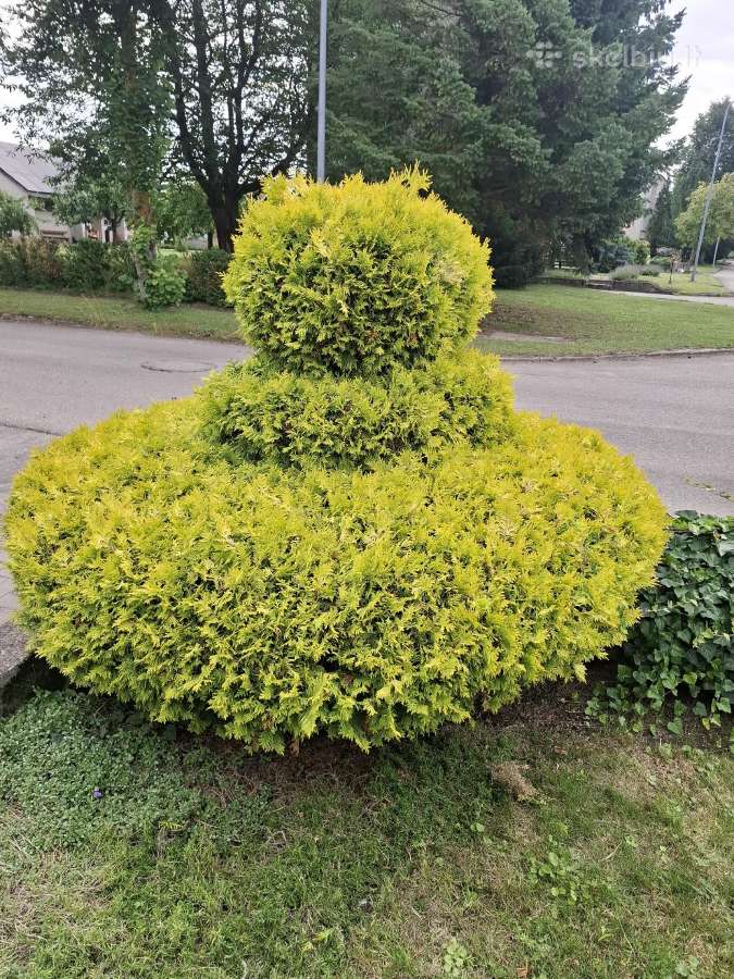 Gyvatvorių genėjimas,vejos pjovimas,skarifikavimas - nuotraukos Nr. 32
