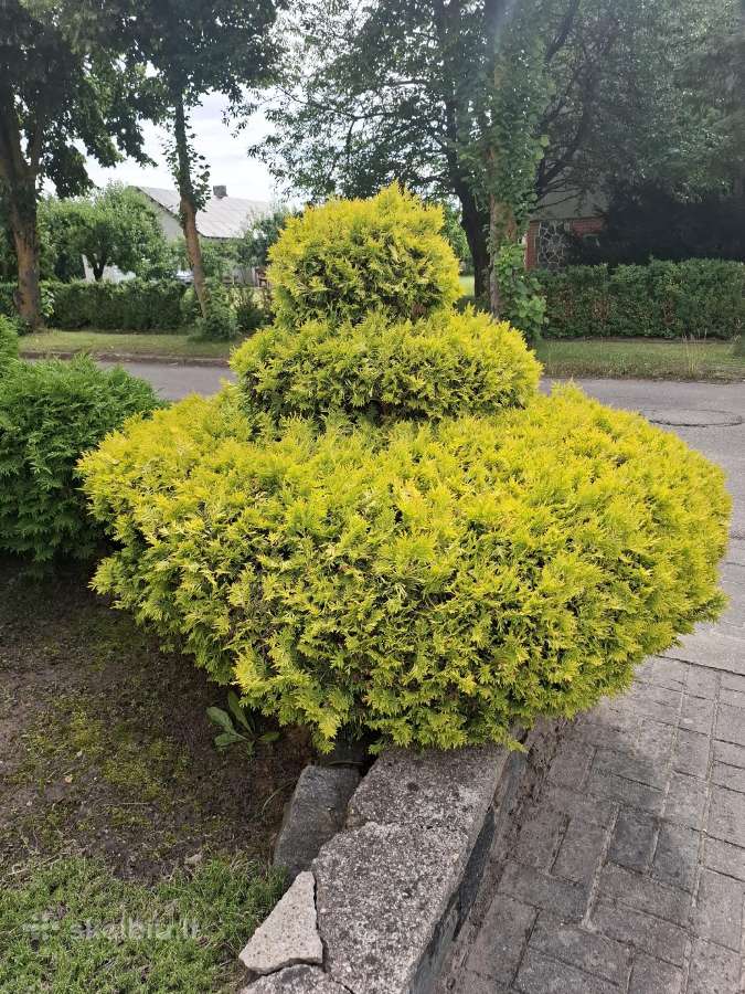 Gyvatvorių genėjimas,vejos pjovimas,skarifikavimas - nuotraukos Nr. 34