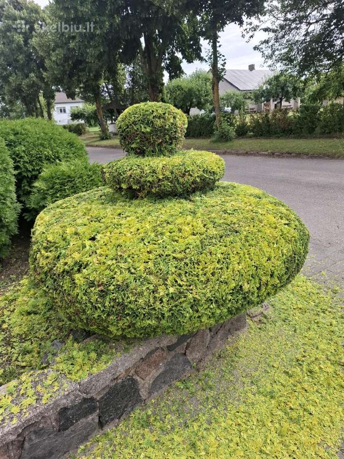 Gyvatvorių genėjimas,vejos pjovimas,skarifikavimas - nuotraukos Nr. 35