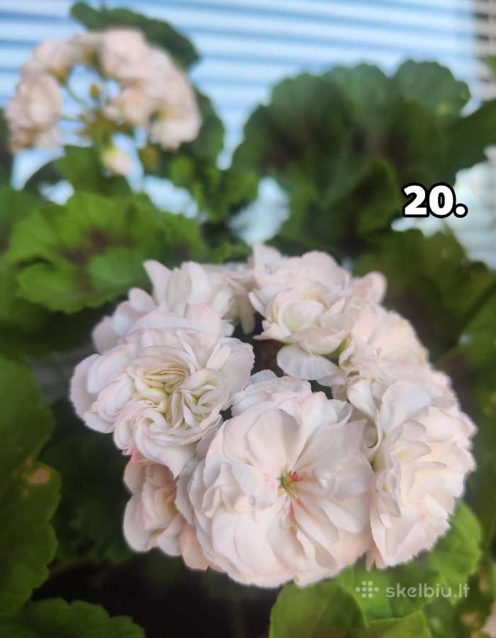 Pelargonija. eukomius 2.5€ kanos 1.80.10€ - nuotraukos Nr. 17