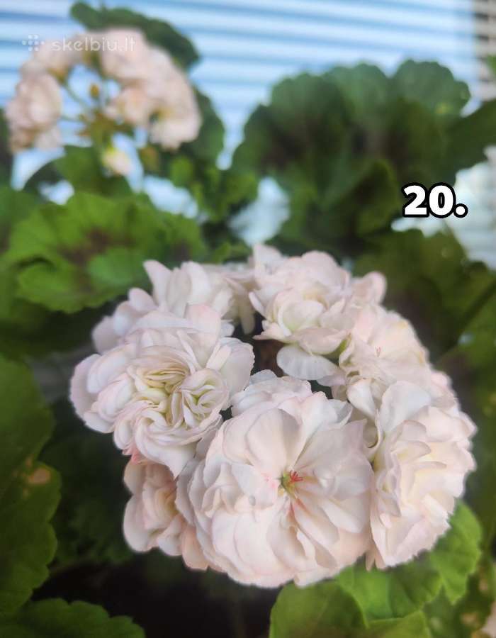 Pelargonija - nuotraukos Nr. 18