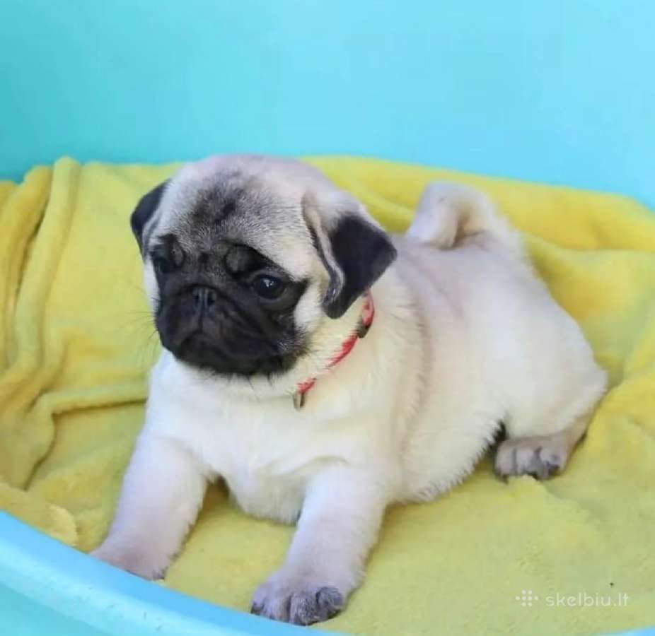 Mopsai su kilmes dokumentais /pug - nuotraukos Nr. 2