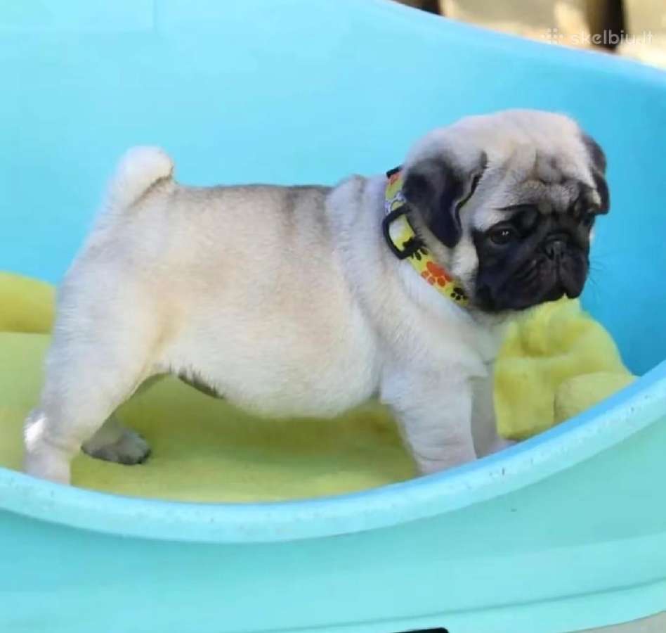 Mopsai su kilmes dokumentais /pug - nuotraukos Nr. 3