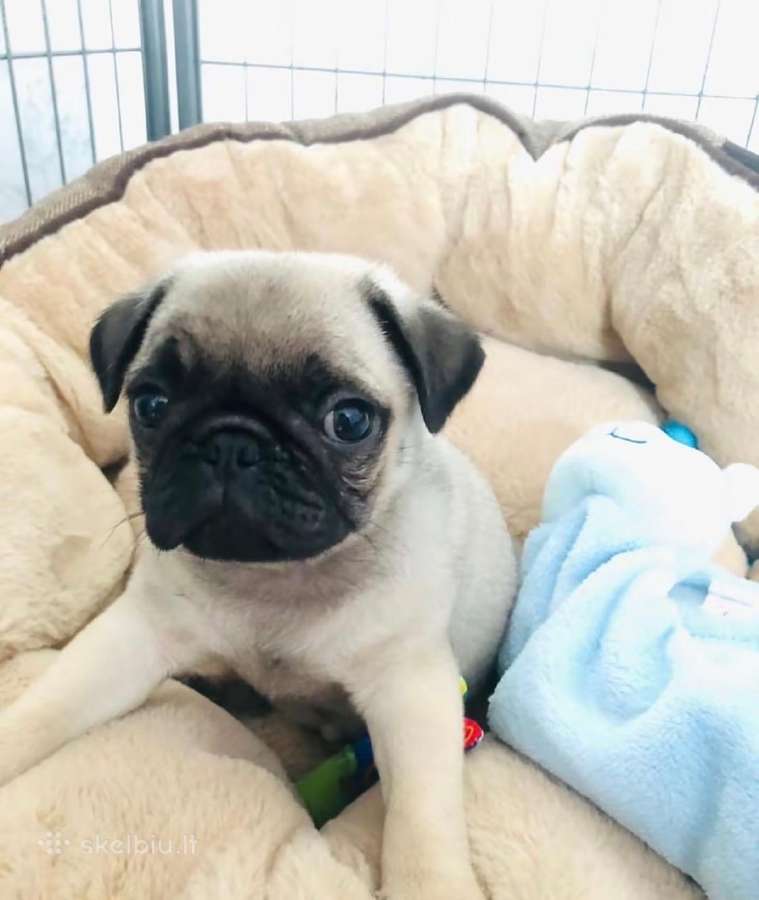 Mopsai su kilmes dokumentais /pug - nuotraukos Nr. 4