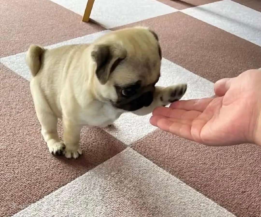 Mopsai su kilmes dokumentais /pug - nuotraukos Nr. 5