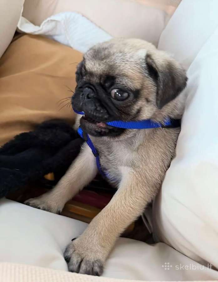 Mopsai su kilmes dokumentais /pug - nuotraukos Nr. 6