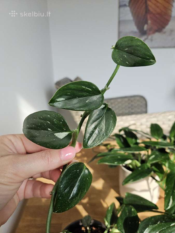 Monstera Standleyana karpiniai - nuotraukos Nr. 2