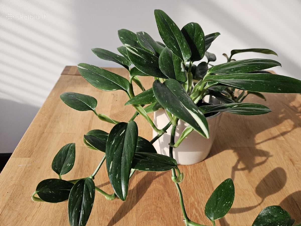 Monstera Standleyana karpiniai - nuotraukos Nr. 4