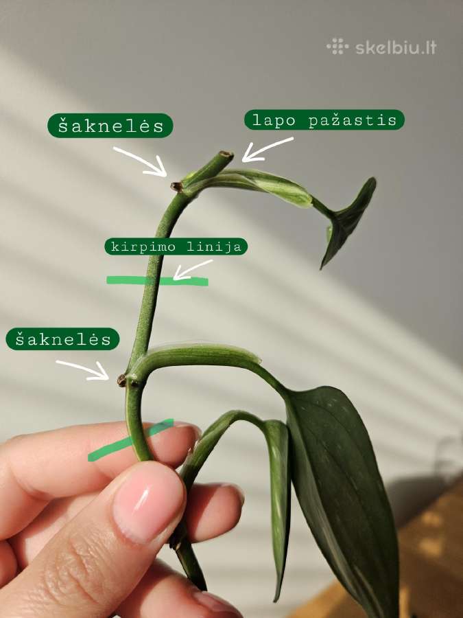 Monstera Standleyana karpiniai - nuotraukos Nr. 3