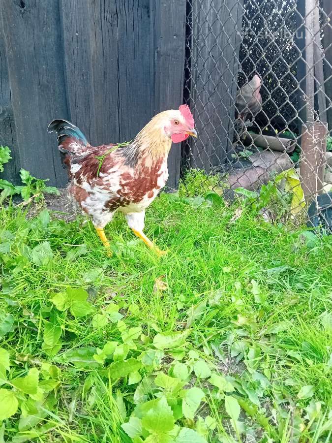 Parduodami Gaidžiai - nuotraukos Nr. 4