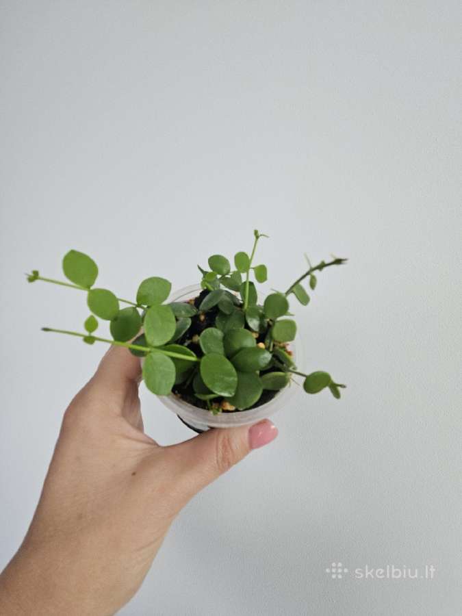 Dischidia Nummularia S - nuotraukos Nr. 2