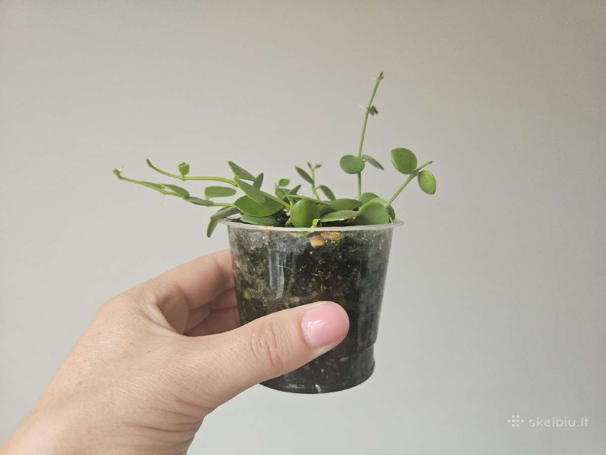 Dischidia Nummularia S - nuotraukos Nr. 3