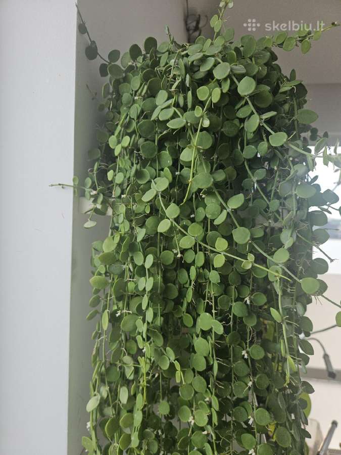 Dischidia Nummularia S - nuotraukos Nr. 4