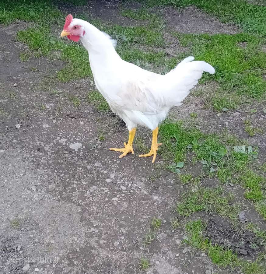 Parduodami Gaidžiai - nuotraukos Nr. 3