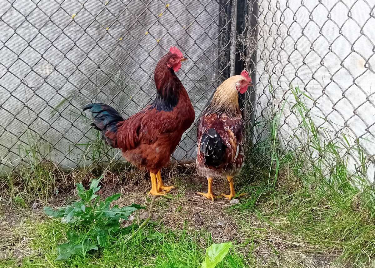 Parduodami Gaidžiai - nuotraukos Nr. 5