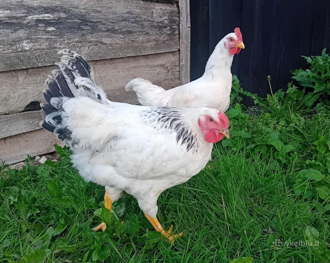 Parduodami Gaidžiai - nuotraukos Nr. 6