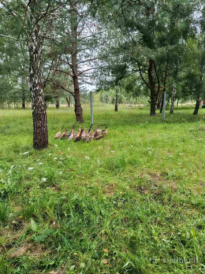 Parduodu antis bėgikes. - nuotraukos Nr. 4