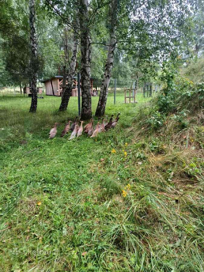 Parduodu antis bėgikes. - nuotraukos Nr. 2