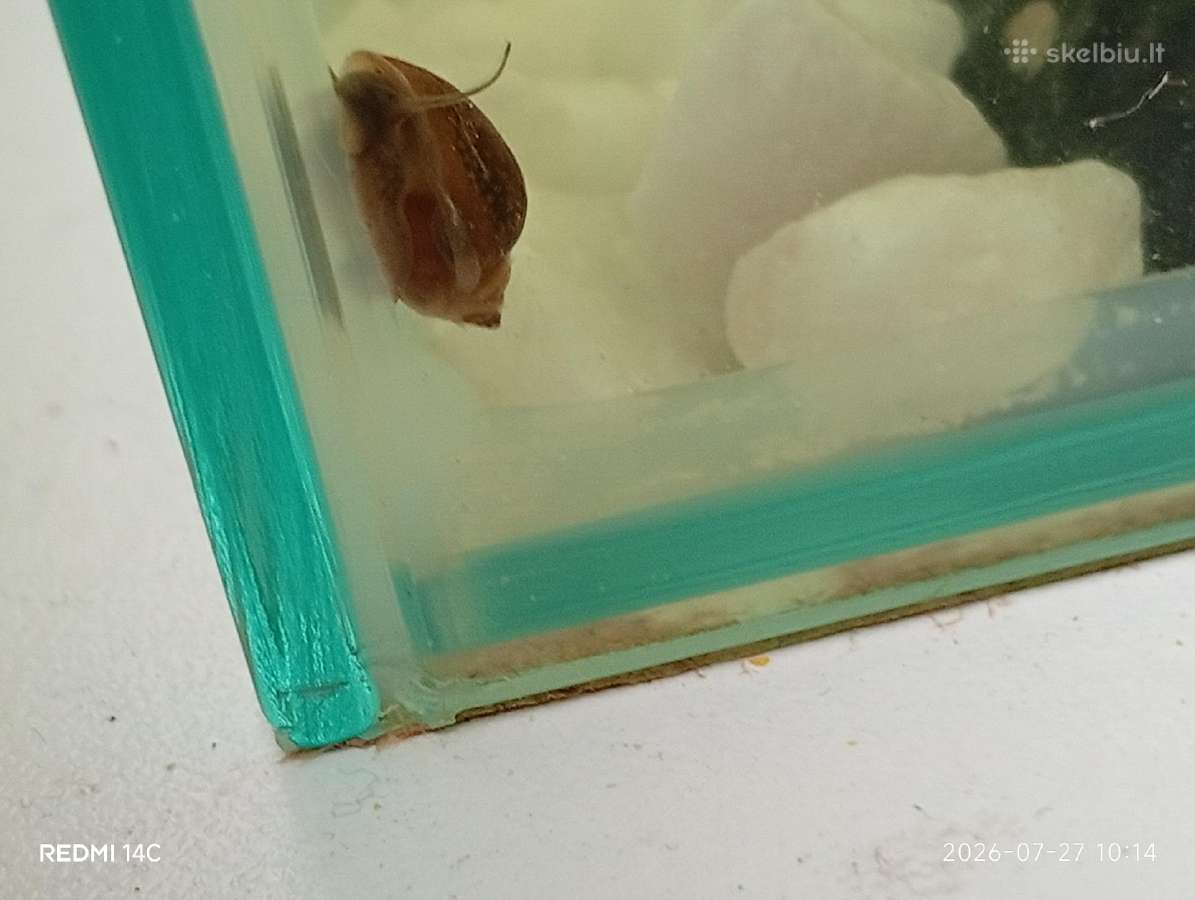 Akvariuminės sraigės už 1 vnt 1,50 - nuotraukos Nr. 2
