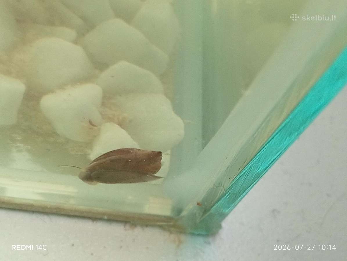 Akvariuminės sraigės už 1 vnt 1,50 - nuotraukos Nr. 3