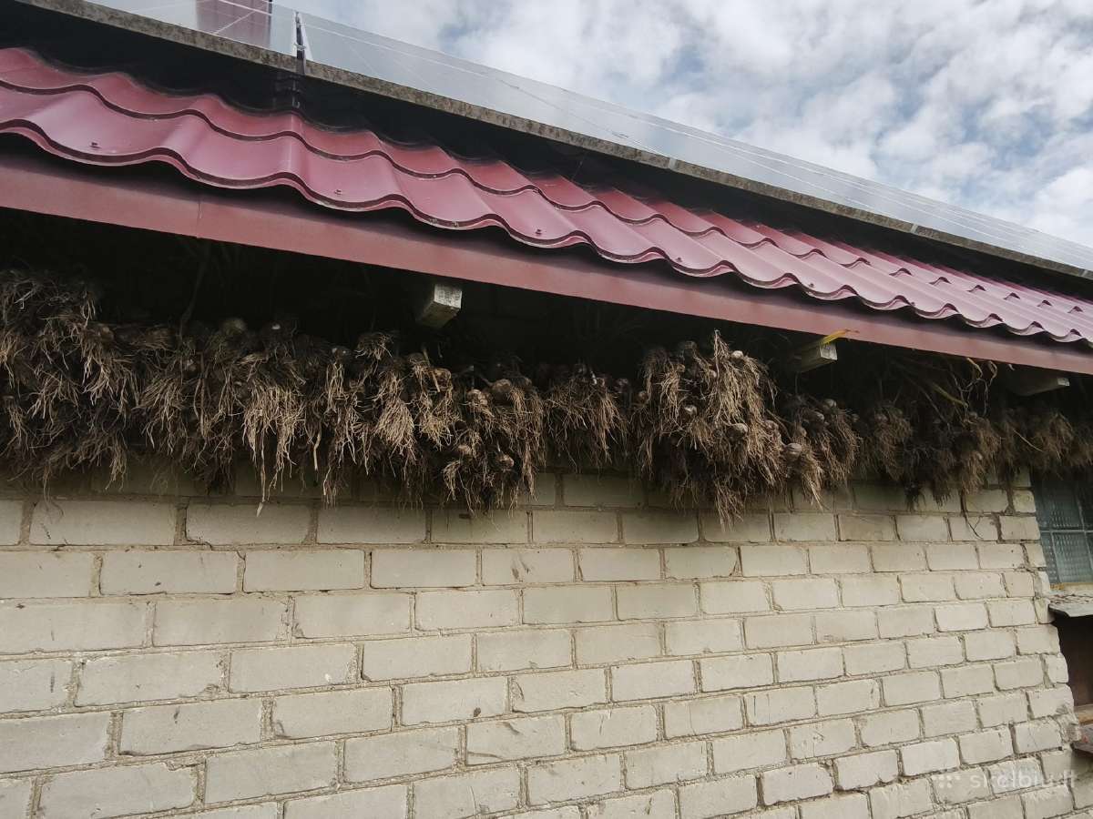 Ekologiški moloūgėliai 0.5, mėlynieji česnakai - nuotraukos Nr. 4