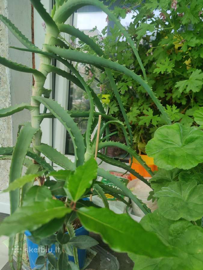 Arbatos - nuotraukos Nr. 18