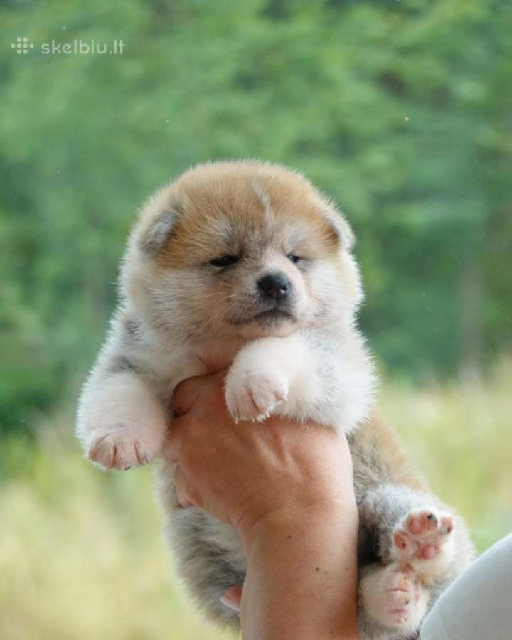Nauja Vada Akita Inu kilmingi šuniukai iš veislyno - nuotraukos Nr. 3
