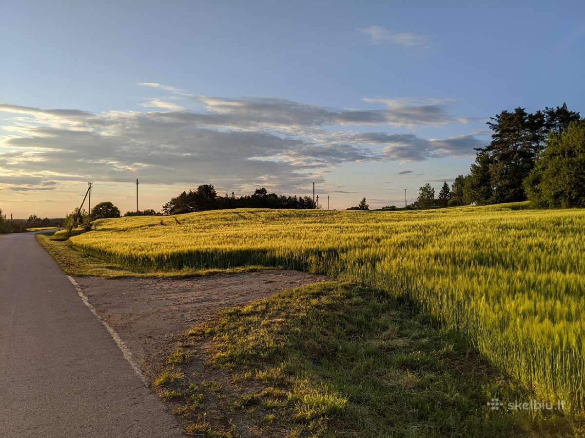Valyti žieminiai miežiai ,Quadriga'' ir kviečiai - nuotraukos Nr. 2