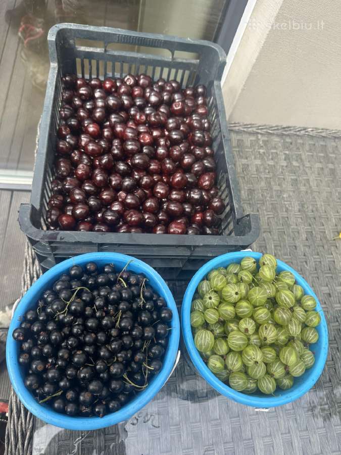 Agrastu,juodieji serbentai raudonuju avieciu uogos - nuotraukos Nr. 24