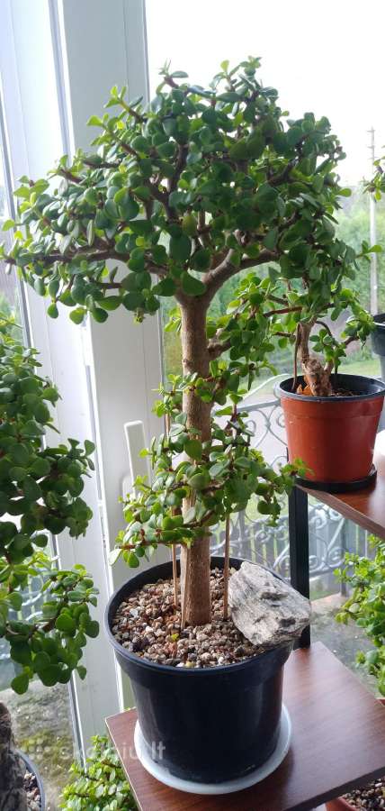 Portulacaria afra sukulentas - nuotraukos Nr. 2