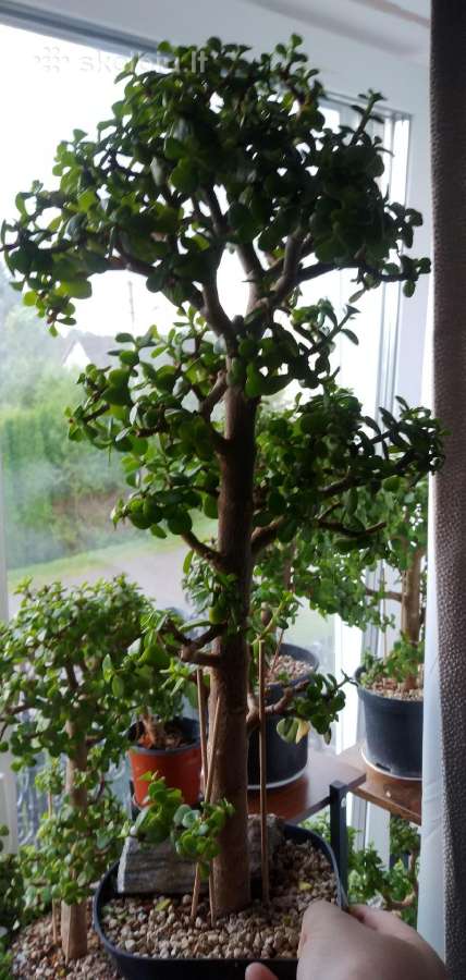 Portulacaria afra sukulentas - nuotraukos Nr. 3