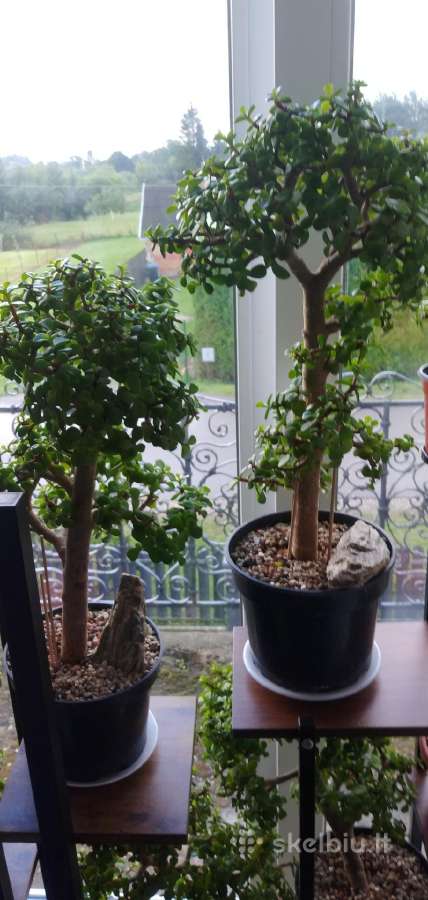 Portulacaria afra sukulentas - nuotraukos Nr. 4