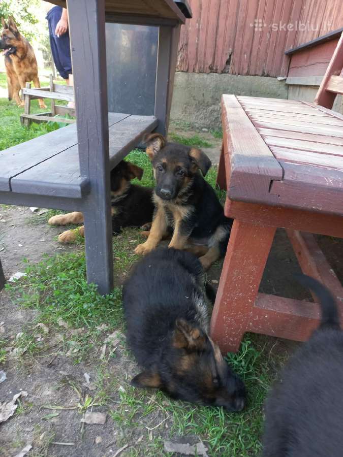 Vokiečių aviganiai su kilmės dokumentais - nuotraukos Nr. 13