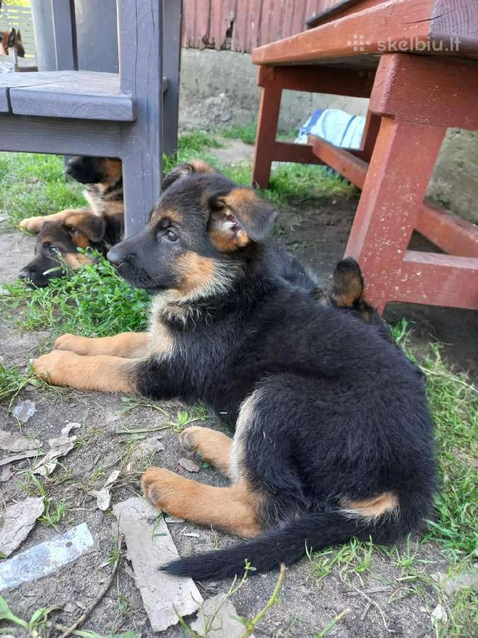 Vokiečių aviganiai su kilmės dokumentais - nuotraukos Nr. 15