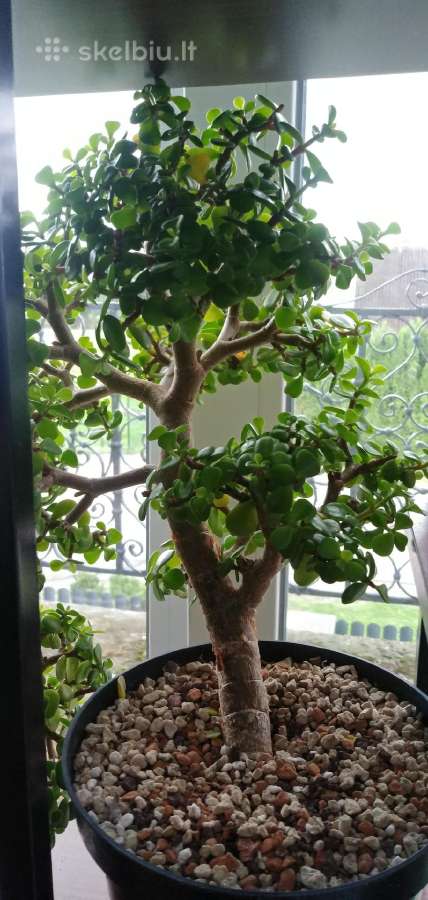 Portulacaria afra sukulentas - nuotraukos Nr. 5