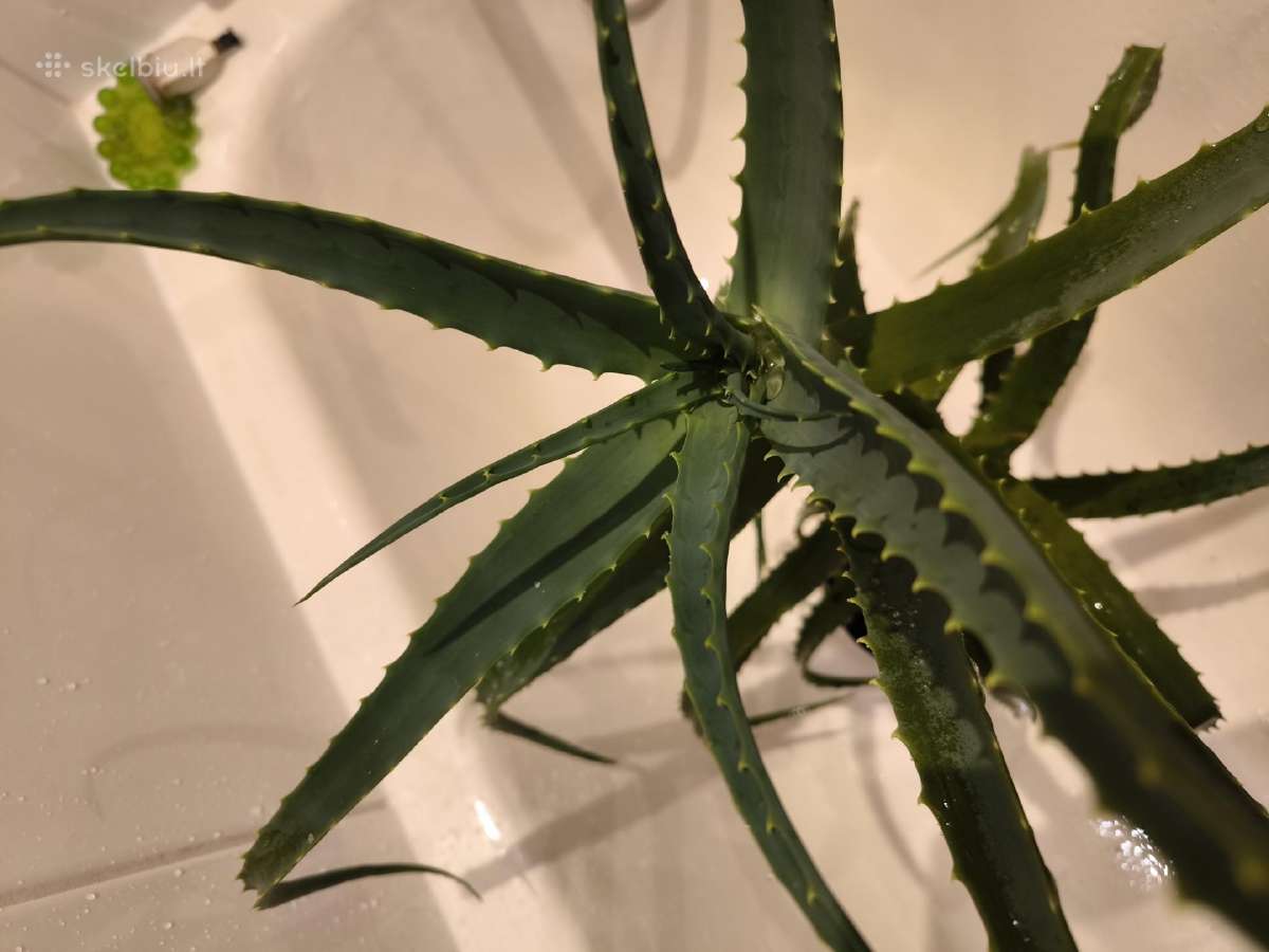 6 metų vaistinis alijošius, 25-30 lapu - nuotraukos Nr. 2