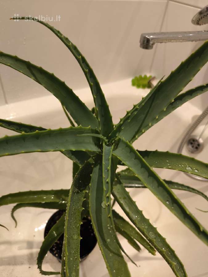 6 metų vaistinis alijošius, 25-30 lapu - nuotraukos Nr. 5