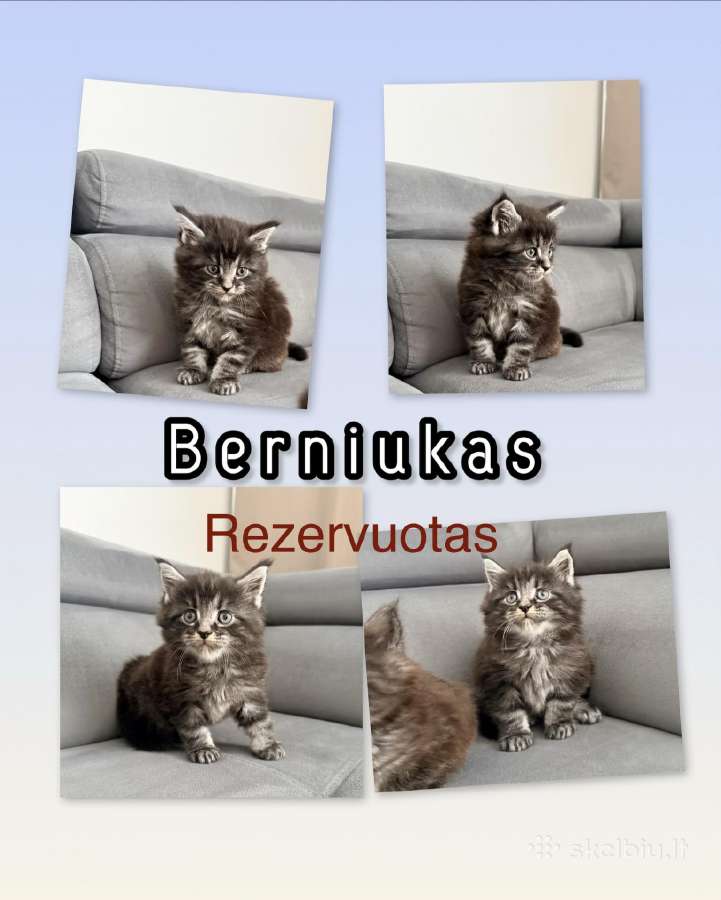 Meino meškėnai su kilmės dokumentais - nuotraukos Nr. 16