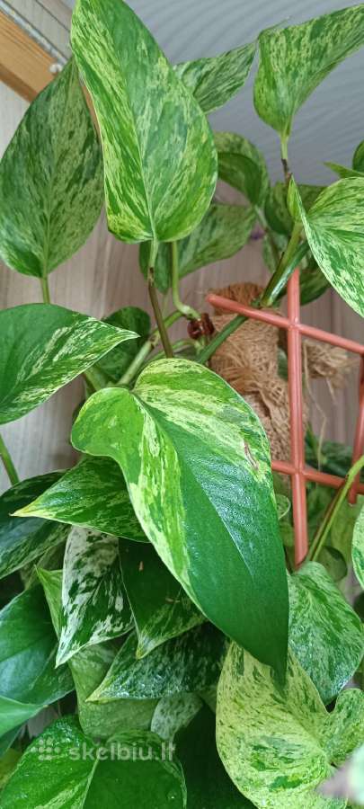 Filodendronai, epipremnum - nuotraukos Nr. 2