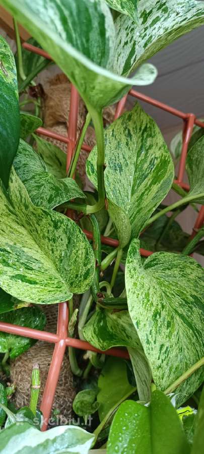 Filodendronai, epipremnum - nuotraukos Nr. 3