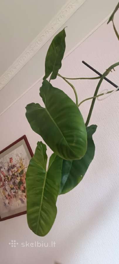 Filodendronai, epipremnum - nuotraukos Nr. 24