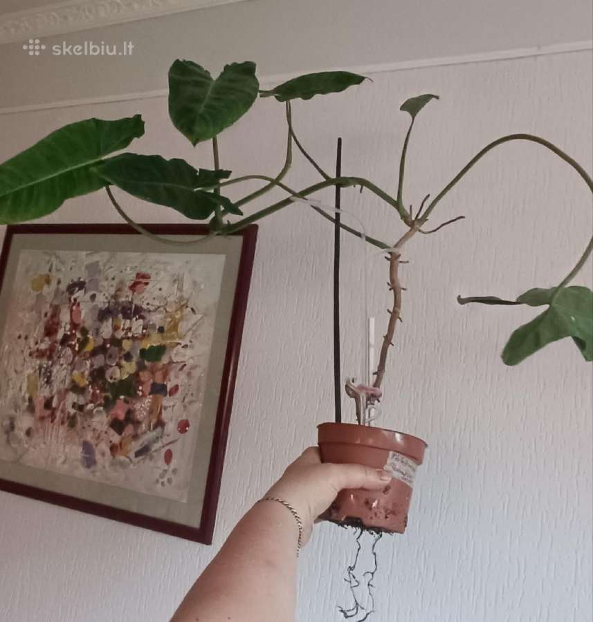 Filodendronai, epipremnum - nuotraukos Nr. 23