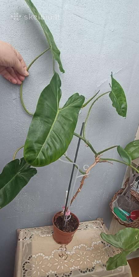 Filodendronai, epipremnum - nuotraukos Nr. 21