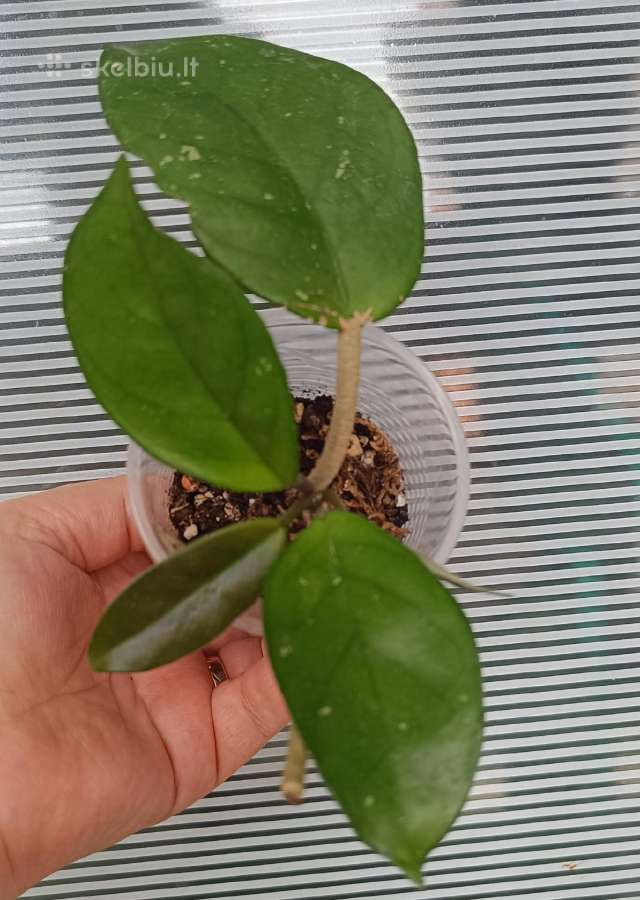 Vaškuolės (#Hoya) - nuotraukos Nr. 7