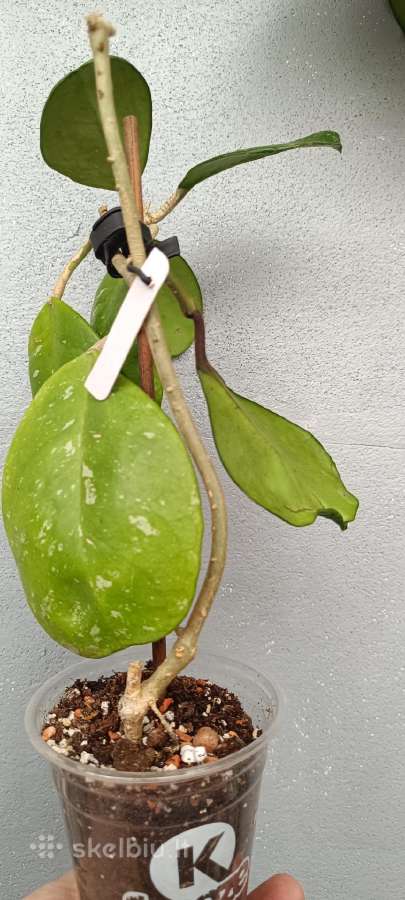 Vaškuolės (#Hoya) - nuotraukos Nr. 27